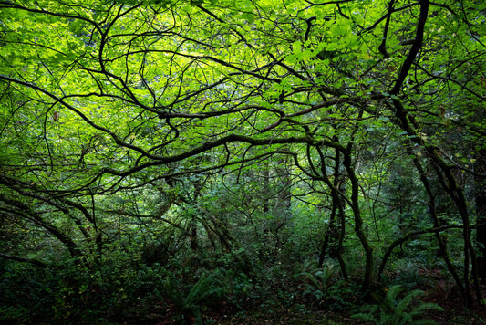 Goodbye The Disco Trail, Hello Endless Press!